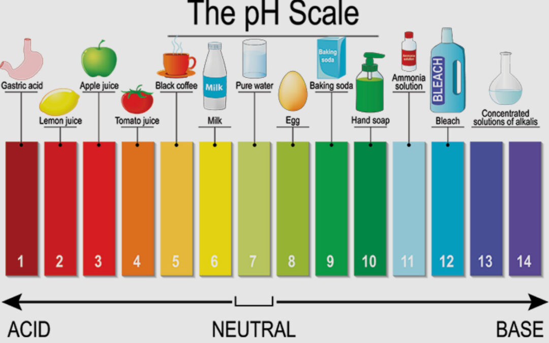 Calcium, acidic diets and your bones